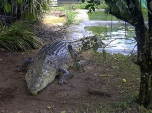 croc