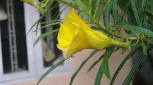 images (1)