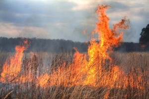 Field_in_Fire