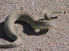 moving_snakes