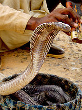 snakes1