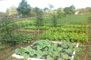 garden-th