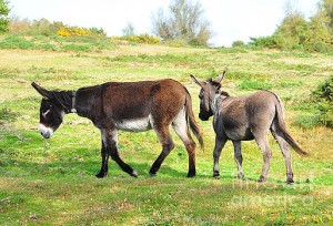 1-little-donkeys-in-the-new-forest-paul-cummings