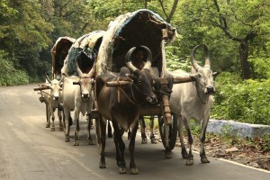 2365814-Bullock-Carts-2