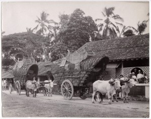 Double Bullock Carts - Ceylon (Sri Lanka) c1890's