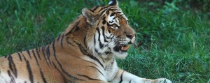 feature_amurtiger