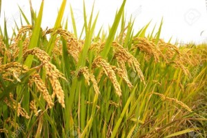 Paddy-Field-630x420