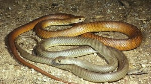 how-do-snakes-reproduce_d02edb57bbd89125