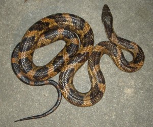 western_rat_snake_photo_courtesy_of_bill_dedo