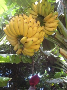 Banana_Garden_of_Eden1