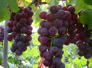nih-buah-anggur